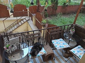 Cat Café